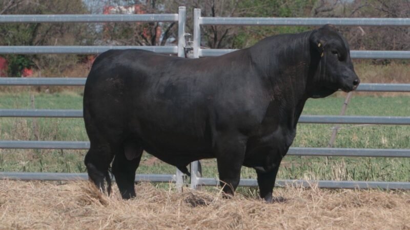 LOTE 11A RP 10269 CAB. POZO DE LA CARRETA