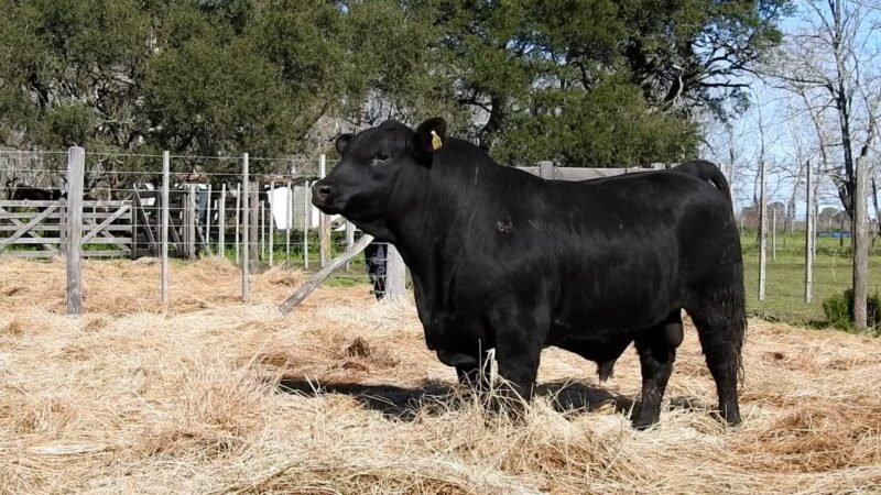 LOTE 13A RP 2053 CAB. YUNTA PORÁ
