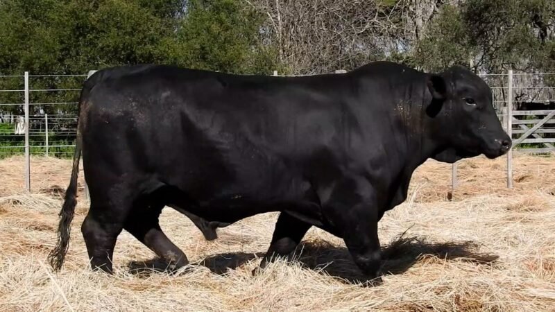 LOTE 14A RP R2021 CAB. YUNTA PORÁ
