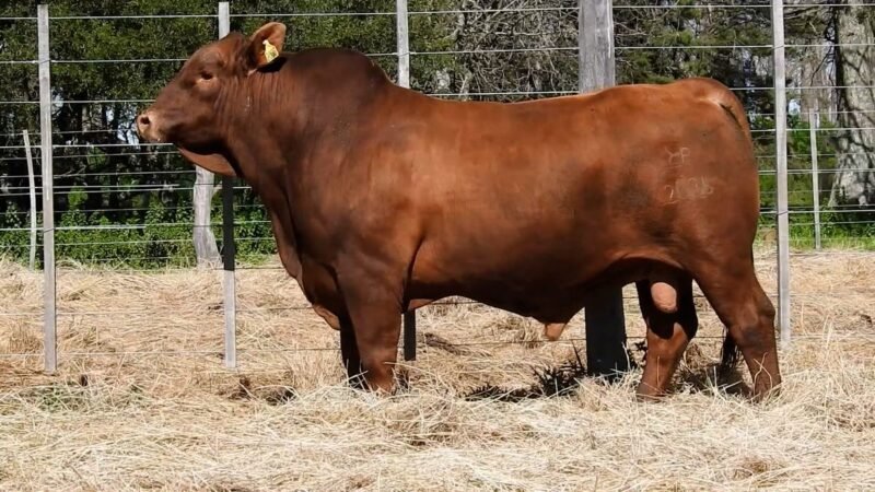 LOTE 14B RP R2036 CAB. YUNTA PORÁ