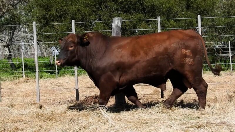 LOTE 15A RP R1985 CAB. YUNTA PORÁ