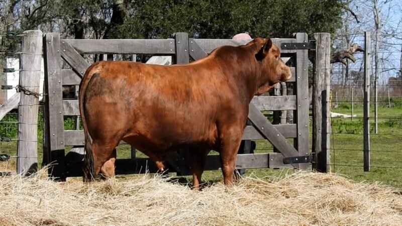 LOTE 15B RP 2065 CAB. YUNTA PORÁ