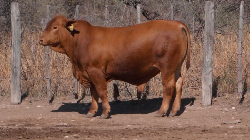 LOTE 16A RP 3081 CAB. SIGUIMAN