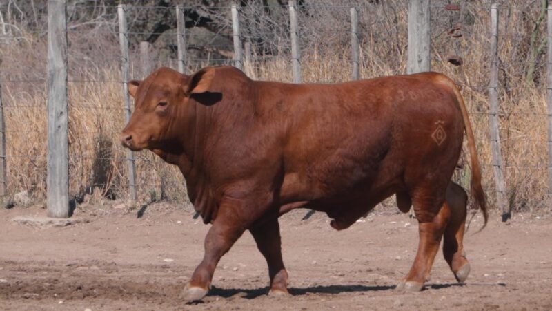 LOTE 16B RP 3017 CAB. SIGUIMAN