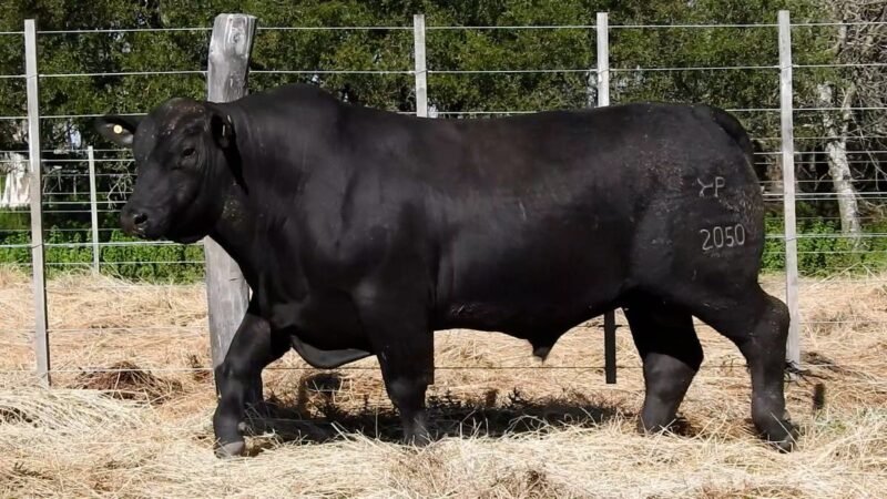 LOTE 19A RP 2050 CAB. YUNTA PORÁ