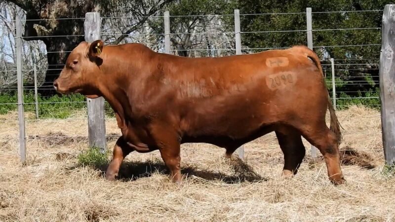 LOTE 19B RP 2090 CAB. YUNTA PORÁ