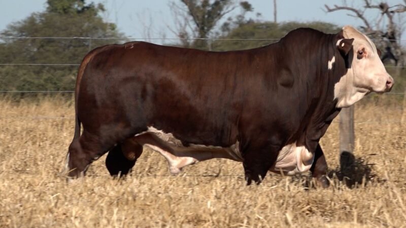 LOTE 22A RP 8765 CAB. CEIBALITO