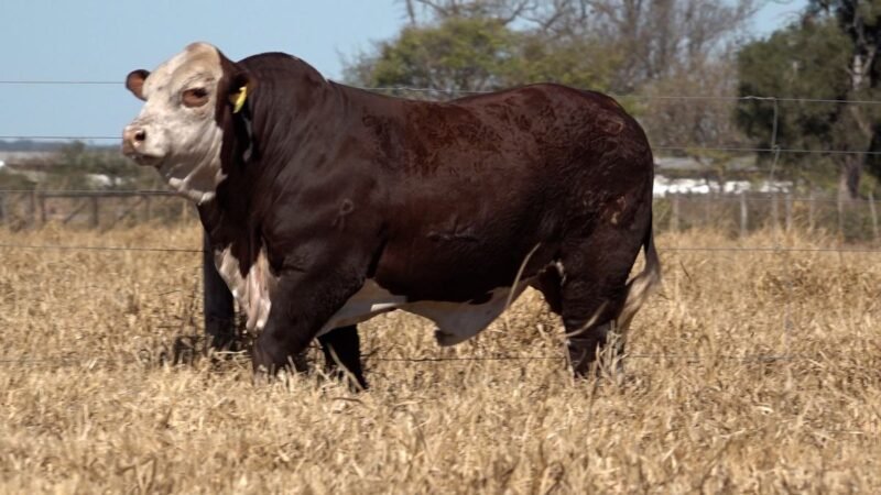 LOTE 22B RP 8623 CAB. CEIBALITO