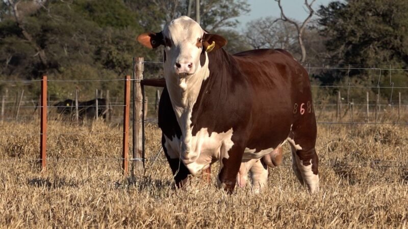 LOTE 25A RP 8689 CAB. CEIBALITO