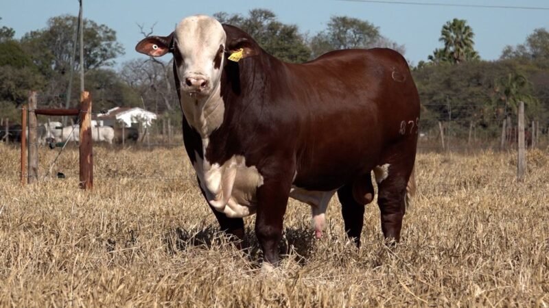 LOTE 25B RP 8795 CAB. CEIBALITO