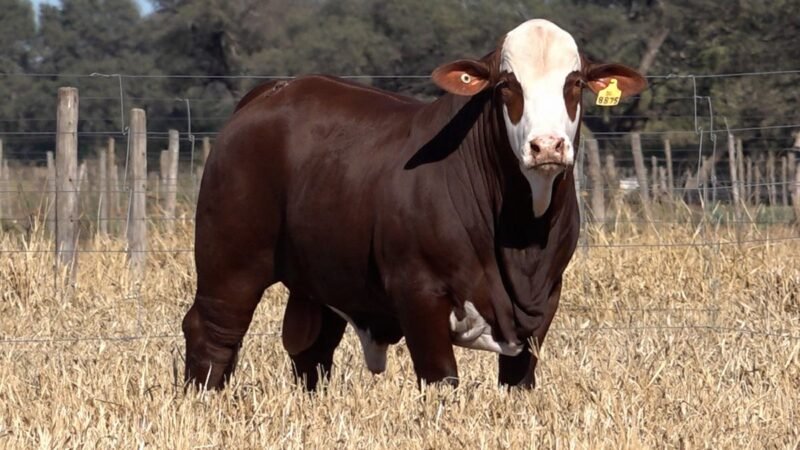 LOTE 26A RP 8875 CAB. CEIBALITO