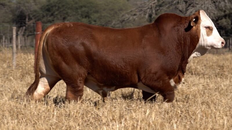 LOTE 26B RP 8887 CAB. CEIBALITO