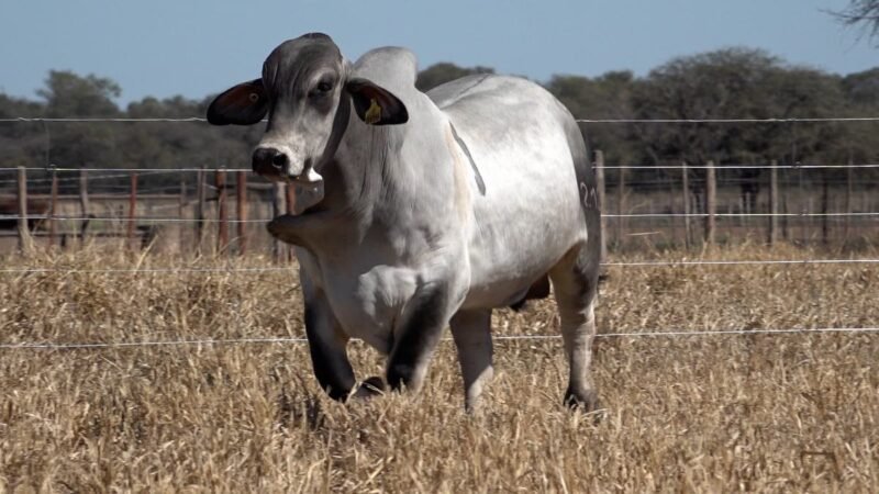 LOTE 27 RP 2129 CAB. CEIBALITO
