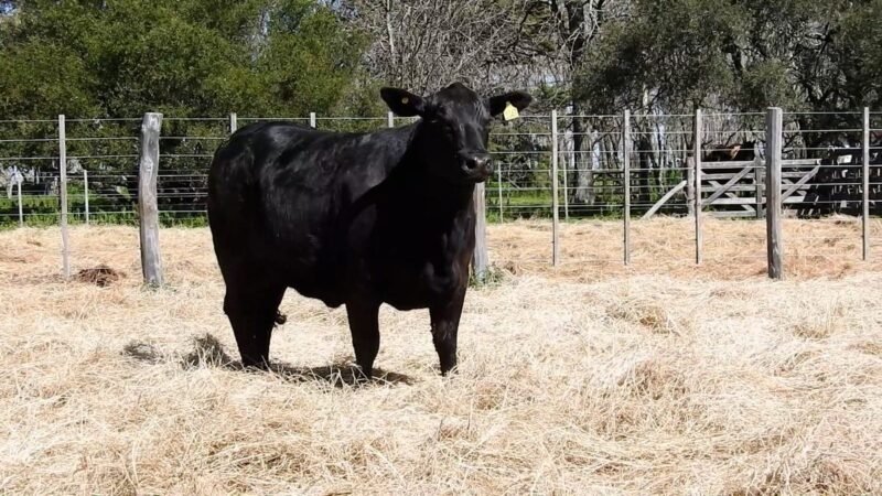 LOTE 29A RP 2047 CAB. YUNTA PORÁ
