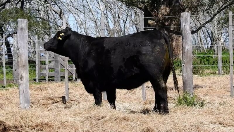 LOTE 29B RP 2063 CAB. YUNTA PORÁ