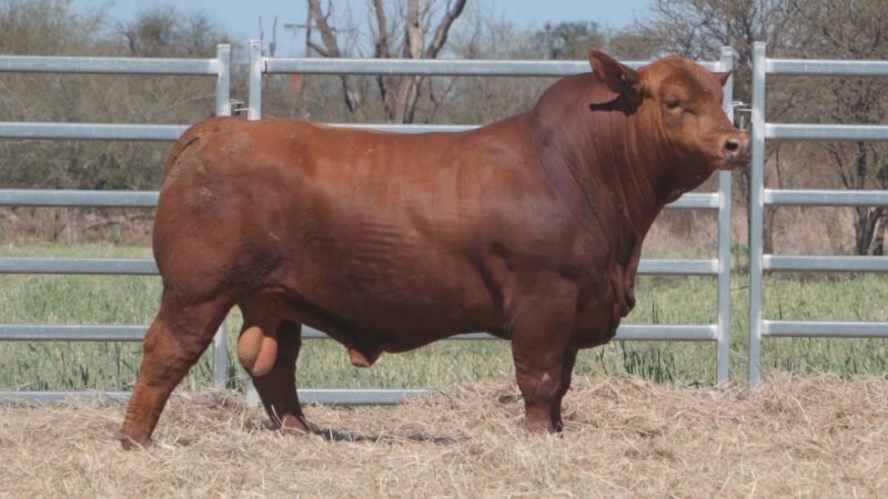 LOTE 3 RP 9899 CAB. POZO DE LA CARRETA