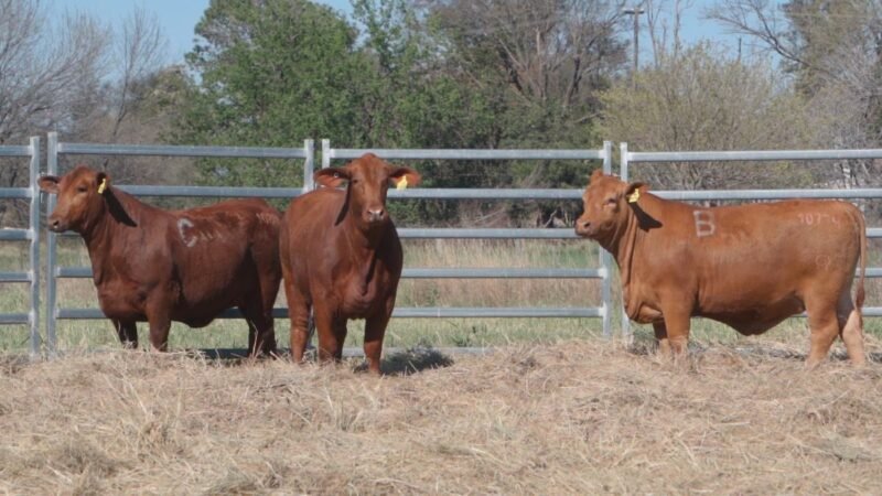 LOTE 30A RP 10668 CAB. POZO DE LA CARRETA