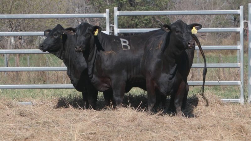 LOTE 31A RP 10672 CAB. POZO DE LA CARRETA