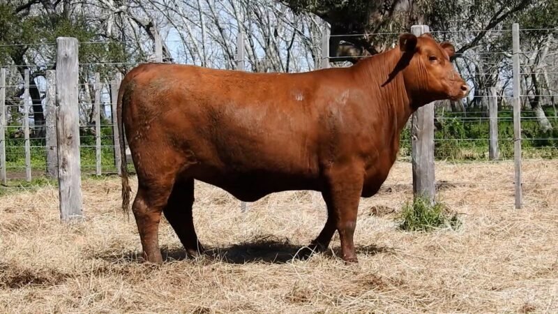 LOTE 34A RP 2119 CAB. YUNTA PORÁ