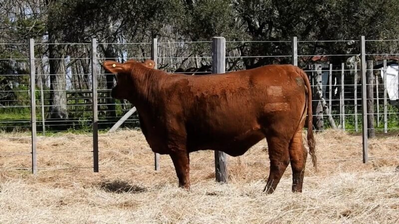 LOTE 34B RP 2159 CAB. YUNTA PORÁ