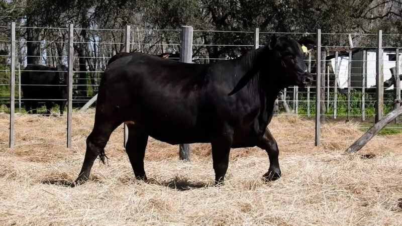 LOTE 35A RP 2110 CAB. YUNTA PORÁ