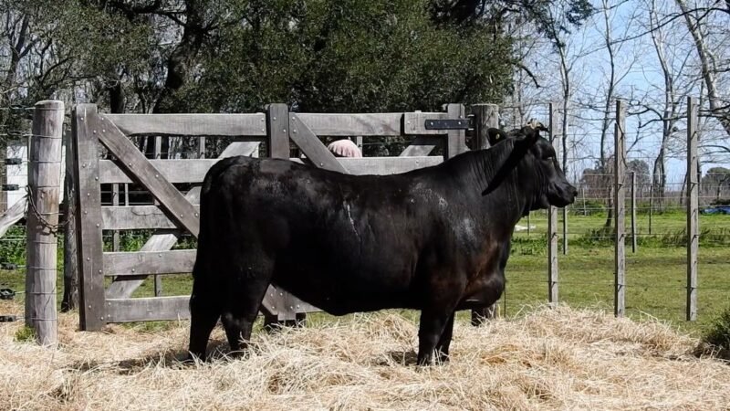 LOTE 35B RP 2155 CAB. YUNTA PORÁ