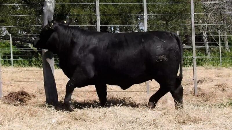 LOTE 36A RP 2096 CAB. YUNTA PORÁ
