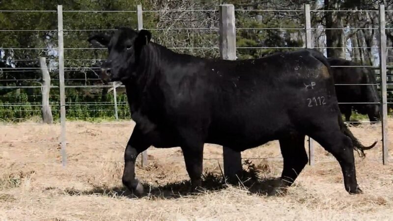 LOTE 36B RP 2112 CAB. YUNTA PORÁ