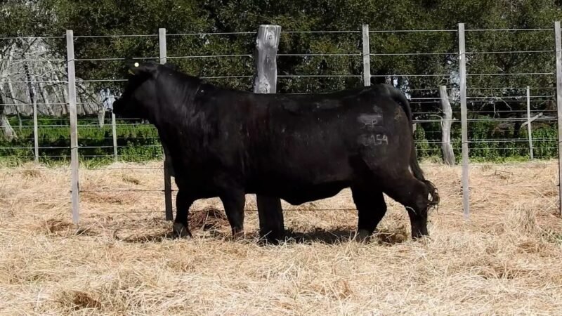 LOTE 37A RP 2154 CAB. YUNTA PORÁ