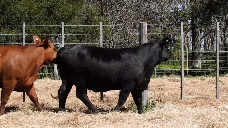 LOTE 37B RP 2194 CAB. YUNTA PORÁ
