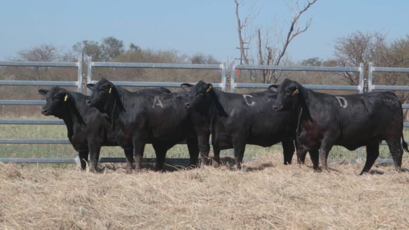 LOTE 38A RP 10652 CAB. POZO DE LA CARRETA