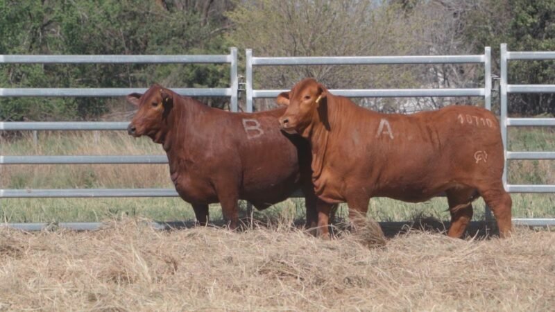 LOTE 39A RP 10710 CAB. POZO DE LA CARRETA