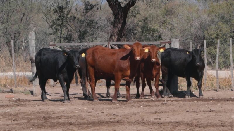 LOTE 43A RP 2070 CAB. SIGUIMAN