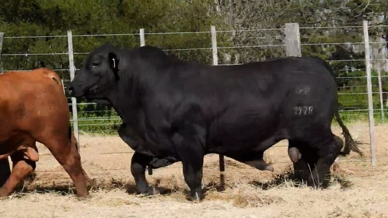 LOTE 5A RP R1978 CAB. YUNTA PORÁ