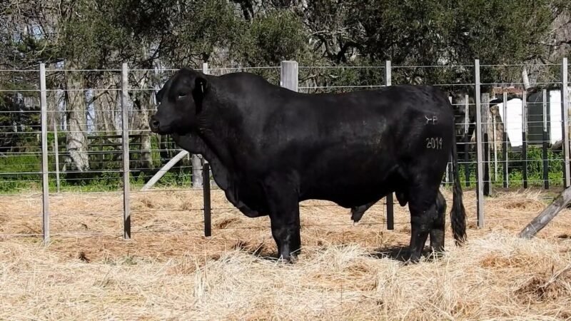 LOTE 5B RP R2014 CAB. YUNTA PORÁ