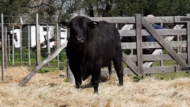 LOTE 6A RP R2011 CAB. YUNTA PORÁ