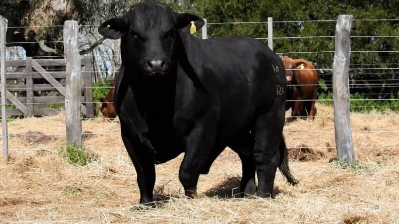 LOTE 6B RP R2024 CAB. YUNTA PORÁ