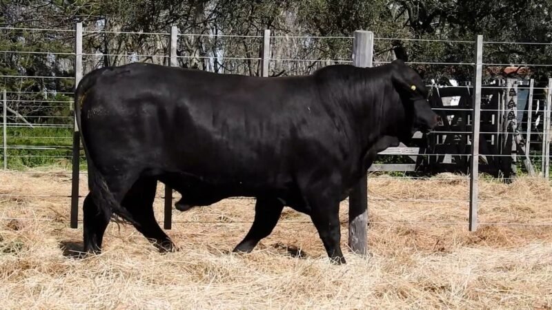 LOTE 7A RP 2052 CAB. YUNTA PORÁ