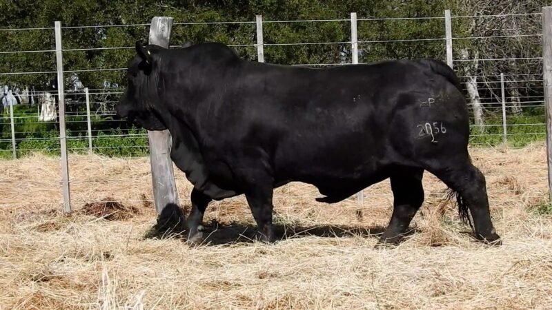 LOTE 7B RP 2056 CAB. YUNTA PORÁ