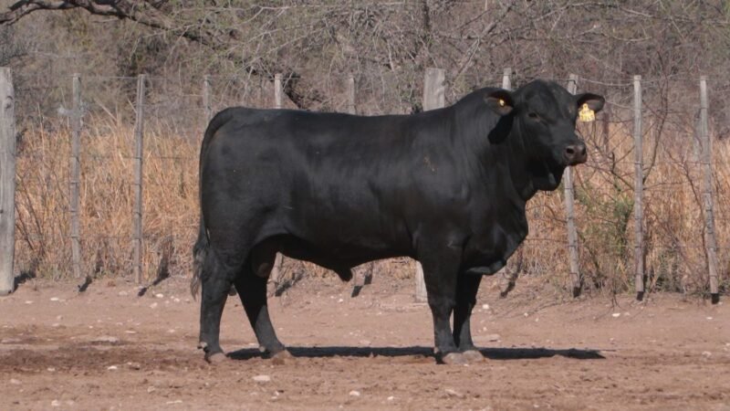 LOTE 8A RP 2345 CAB. SIGUIMAN