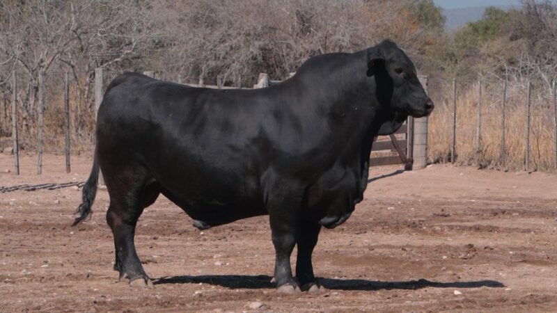 LOTE 8B RP 2465 CAB. SIGUIMAN
