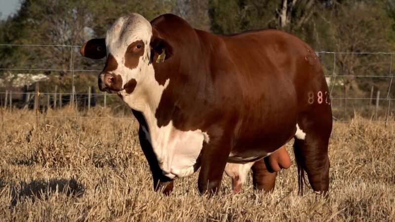 LOTE 20 RP 8823 CAB. CEIBALITO