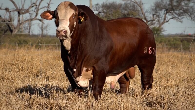 LOTE 21 RP 8671 CAB. CEIBALITO
