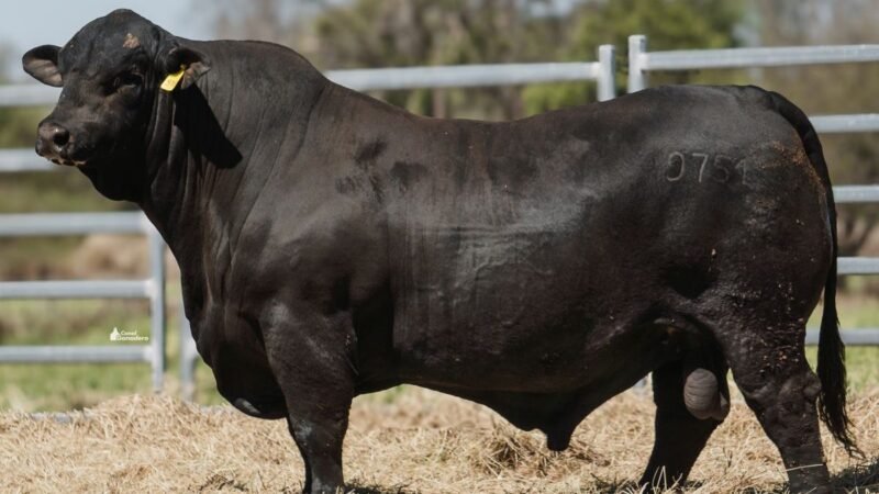 LOTE 1 RP 9751 CAB. POZO DE LA CARRETA
