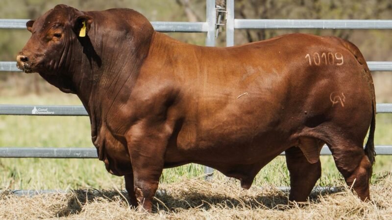 LOTE 10B RP 10109 CAB. POZO DE LA CARRETA