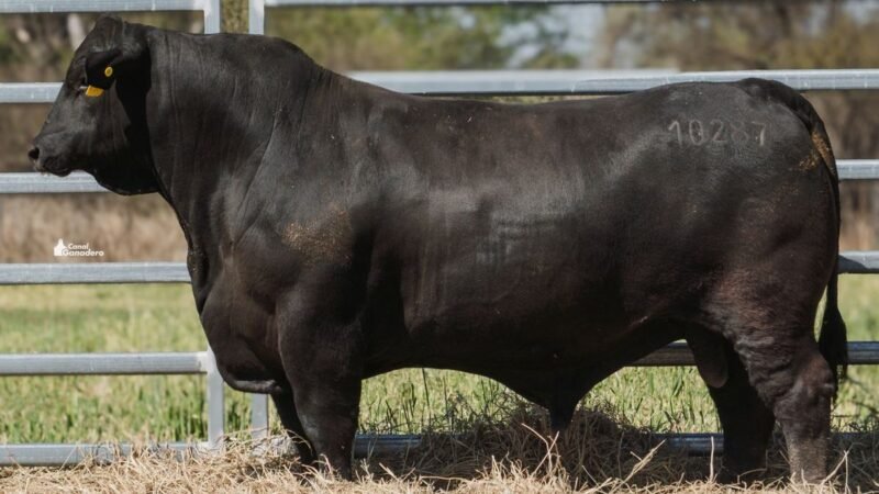 LOTE 11B RP 10287 CAB. POZO DE LA CARRETA