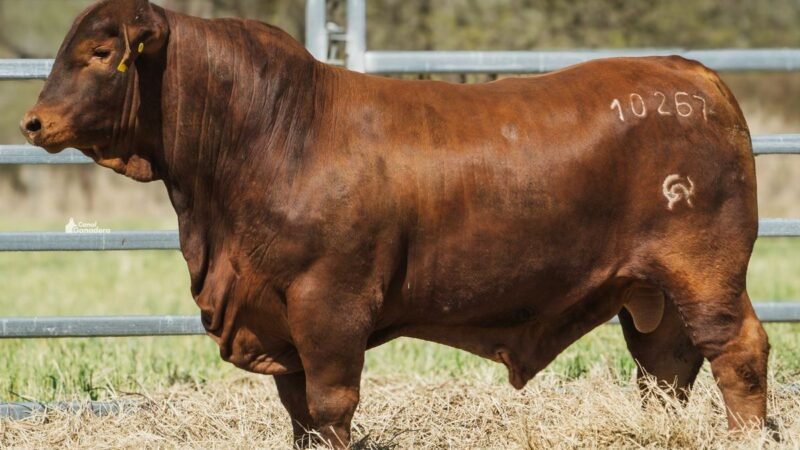 LOTE 17A RP 10267 CAB. POZO DE LA CARRETA