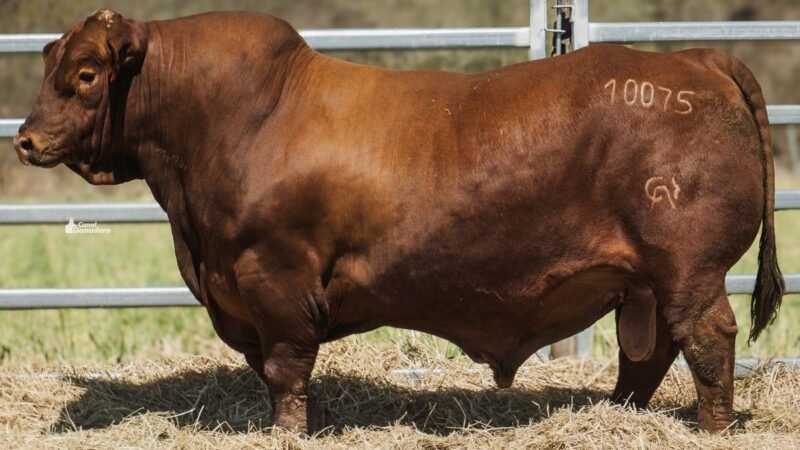 LOTE 2 RP 10075 CAB. POZO DE LA CARRETA