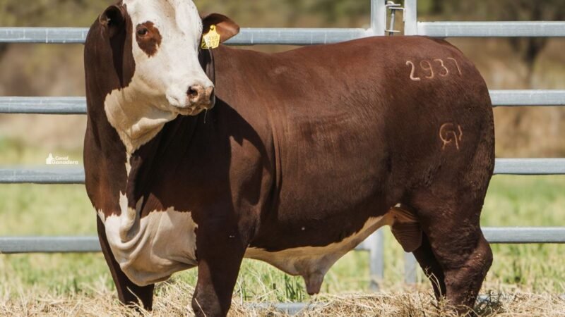 LOTE 24B RP 2937 CAB. POZO DE LA CARRETA