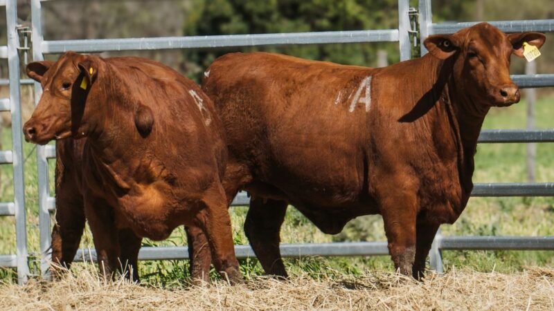 LOTE 32A RP 10720 CAB. POZO DE LA CARRETA